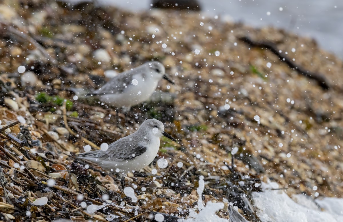 Sanderling - ML646441511