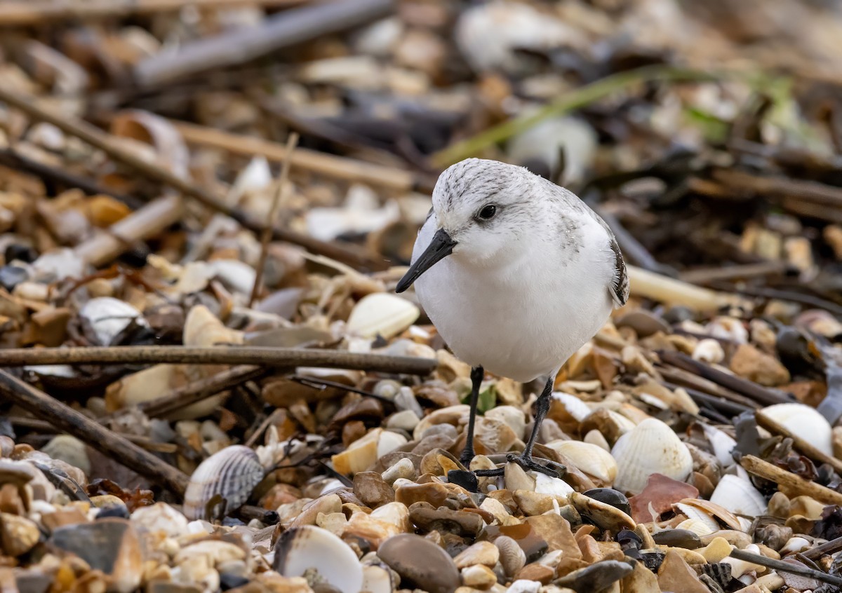 Sanderling - ML646441512