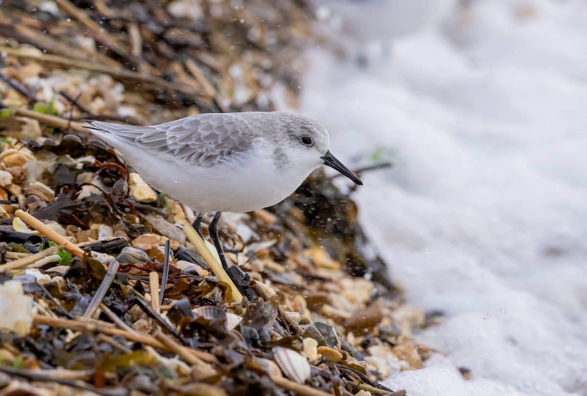 Sanderling - ML646441513