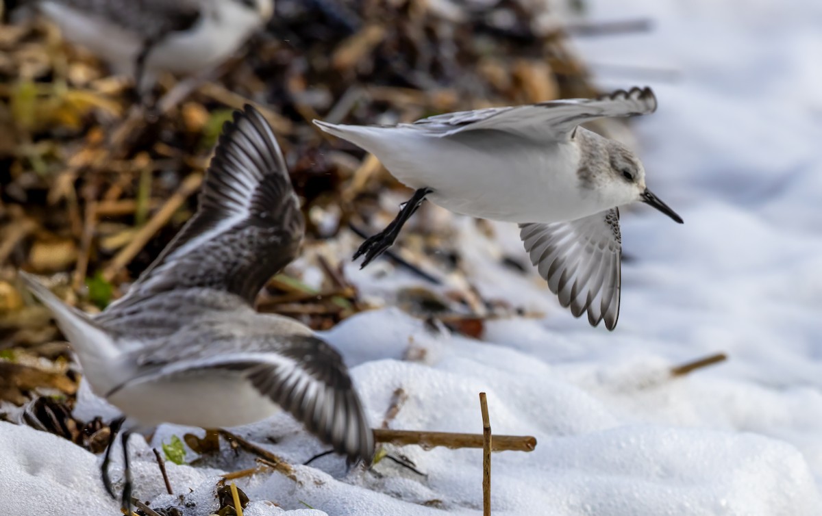 Sanderling - ML646441514