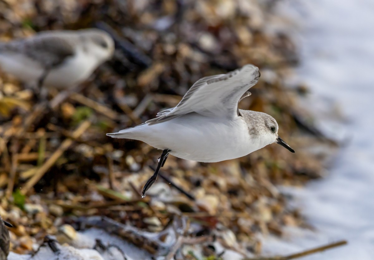 Sanderling - ML646441515