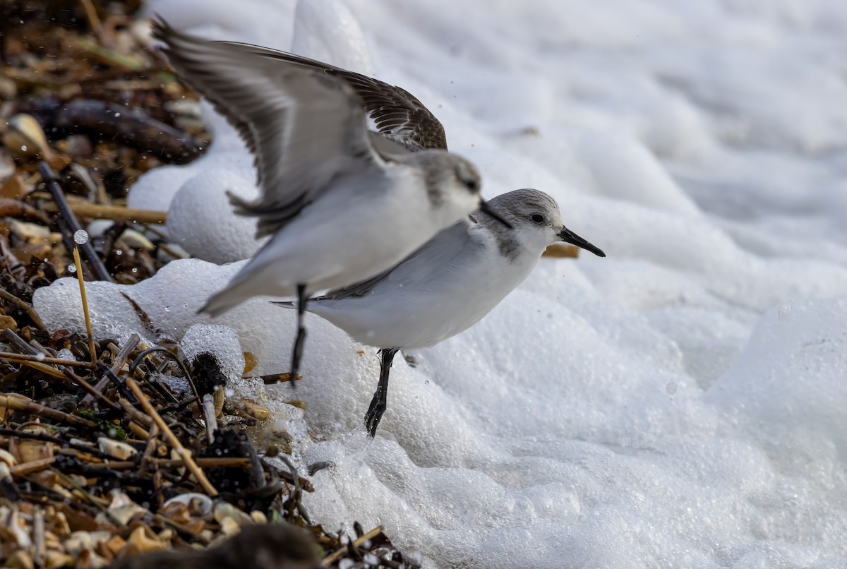 Sanderling - ML646441516