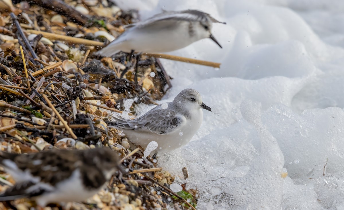 Sanderling - ML646441517
