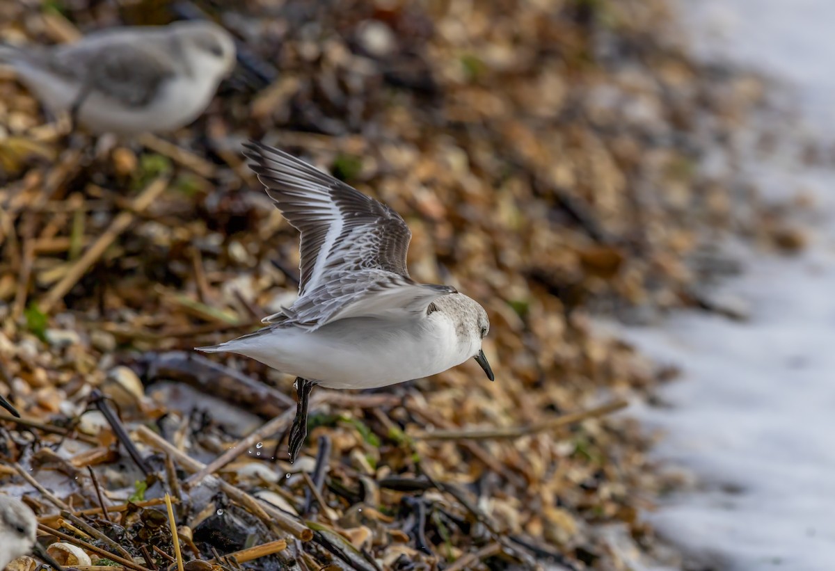 Sanderling - ML646441518