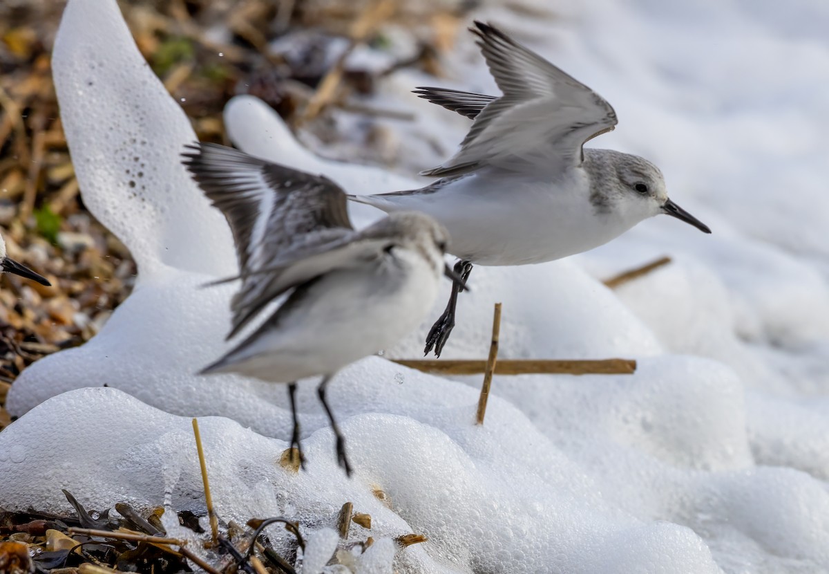Sanderling - ML646441519