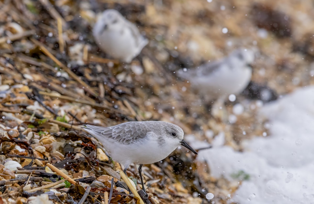 Sanderling - ML646441521