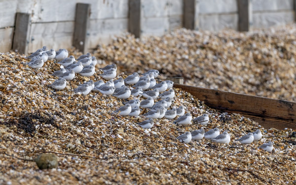 Sanderling - ML646441522