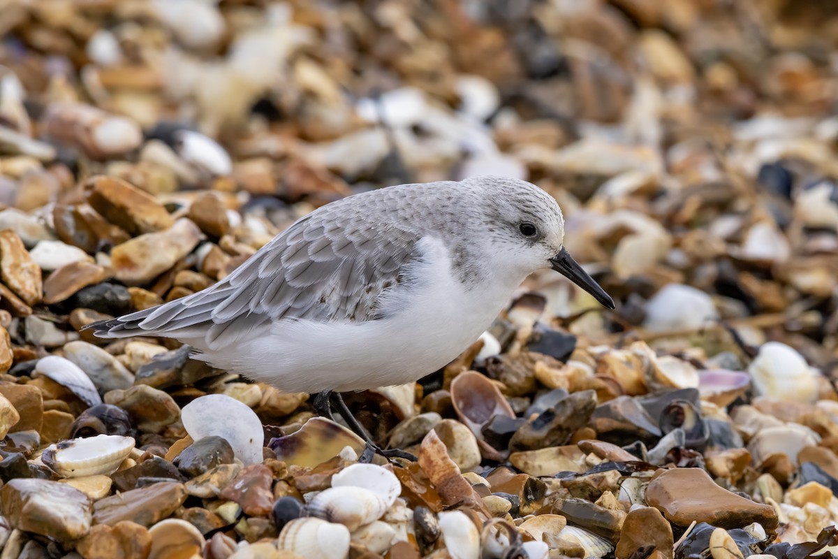 Sanderling - ML646441523