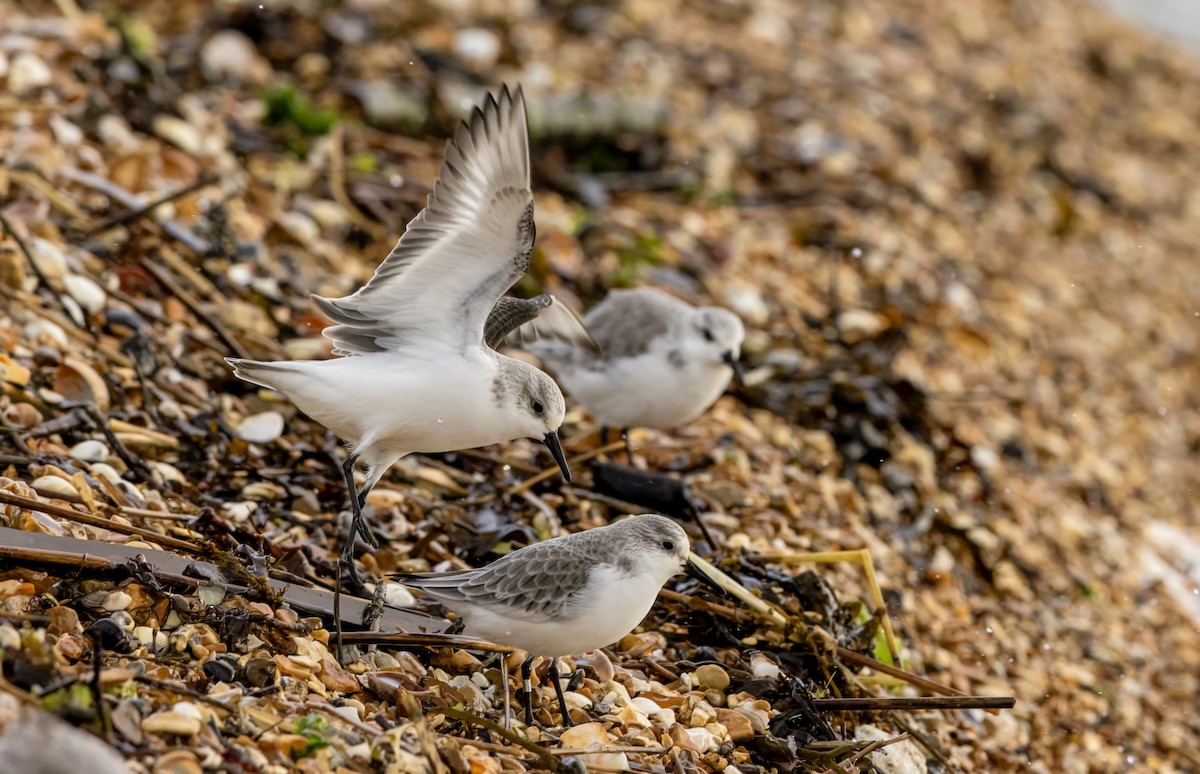 Sanderling - ML646441524