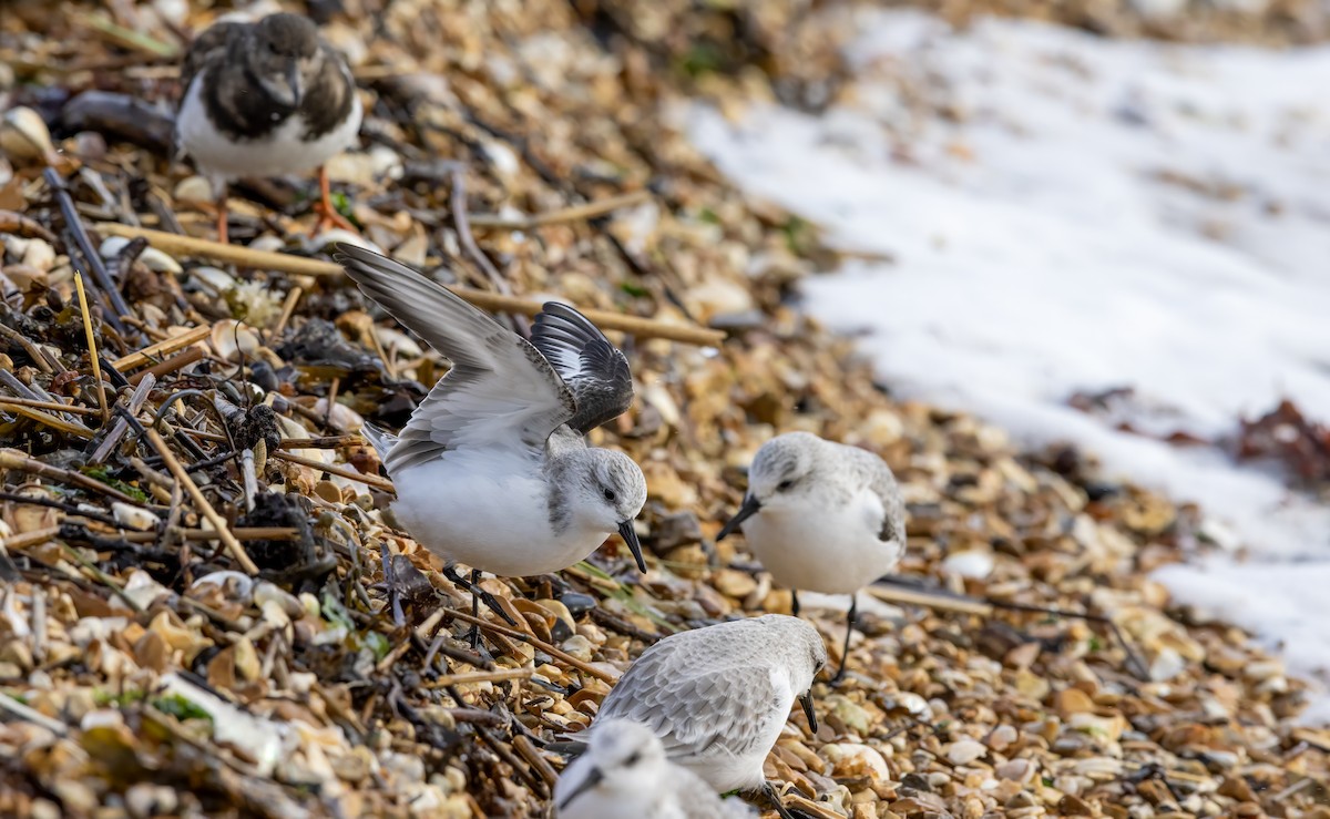 Sanderling - ML646441525
