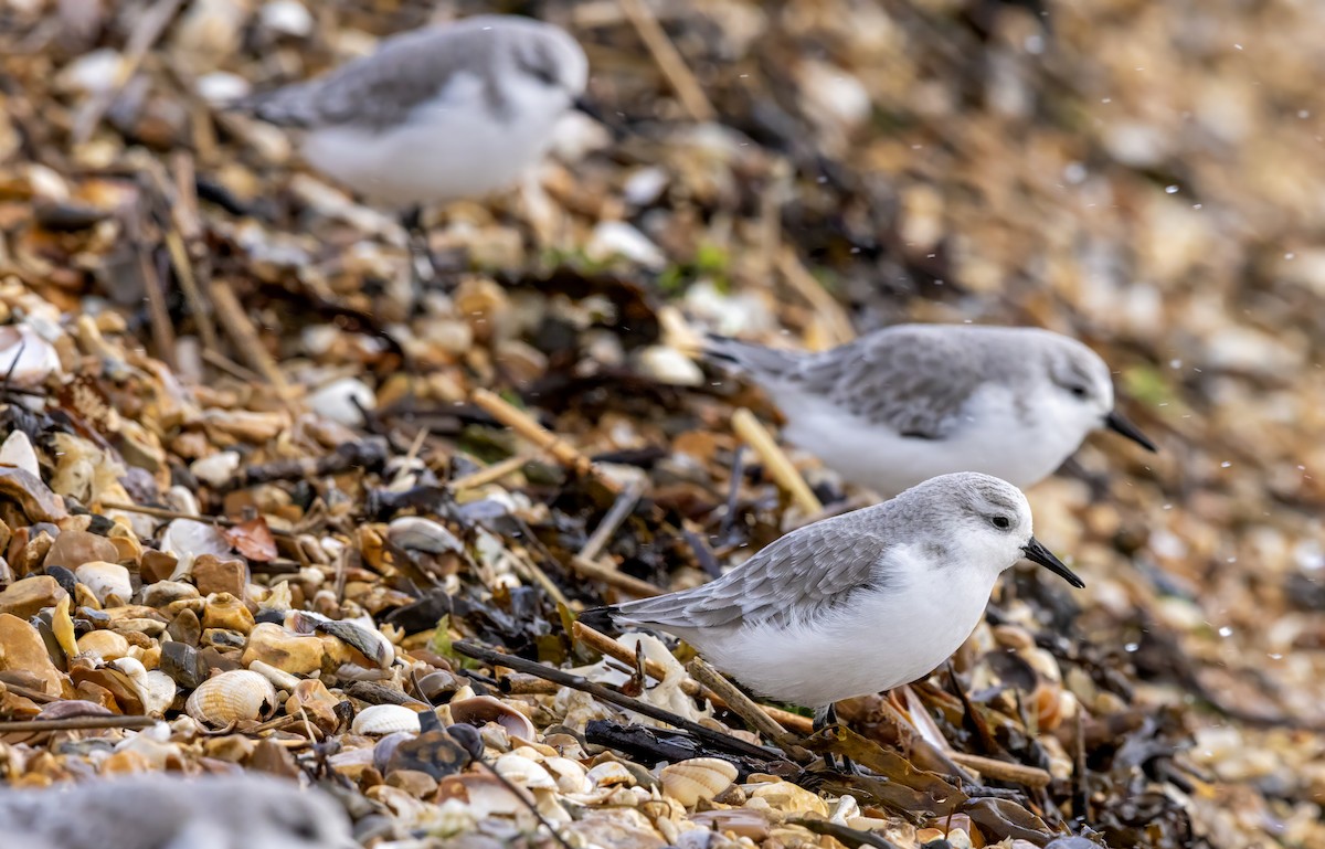 Sanderling - ML646441526