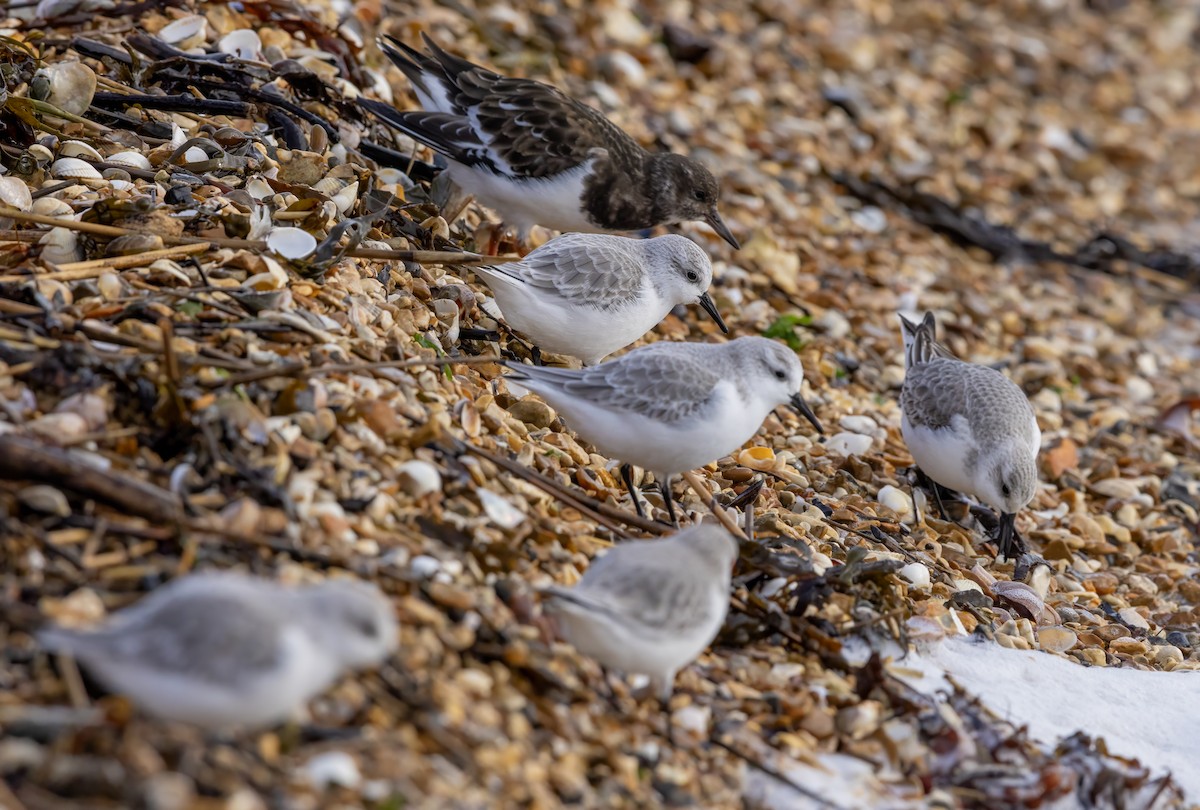 Sanderling - ML646441527