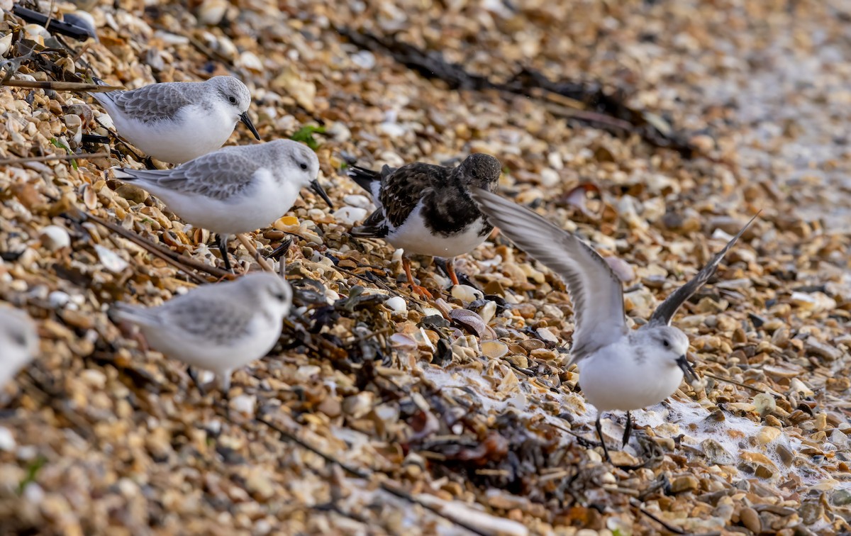 Sanderling - ML646441528