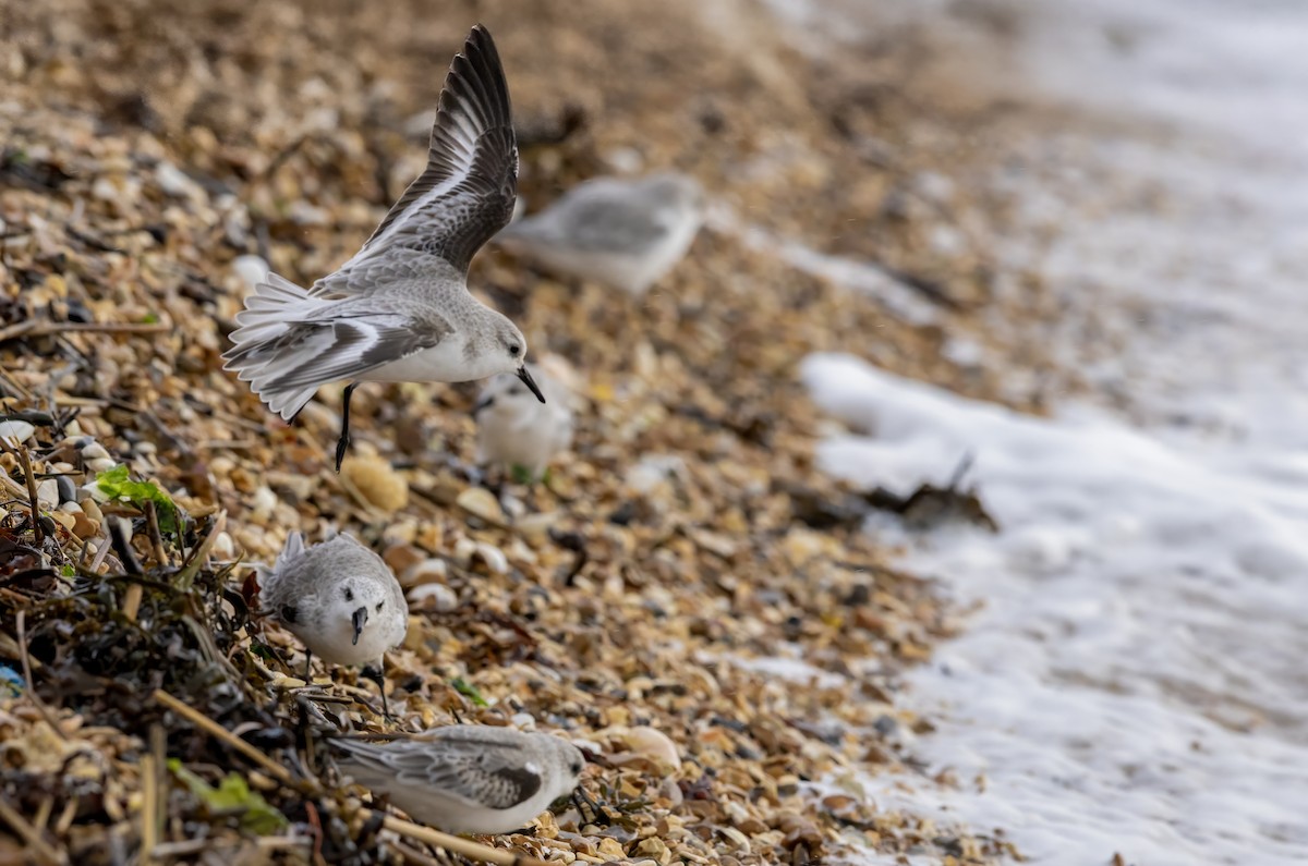 Sanderling - ML646441529