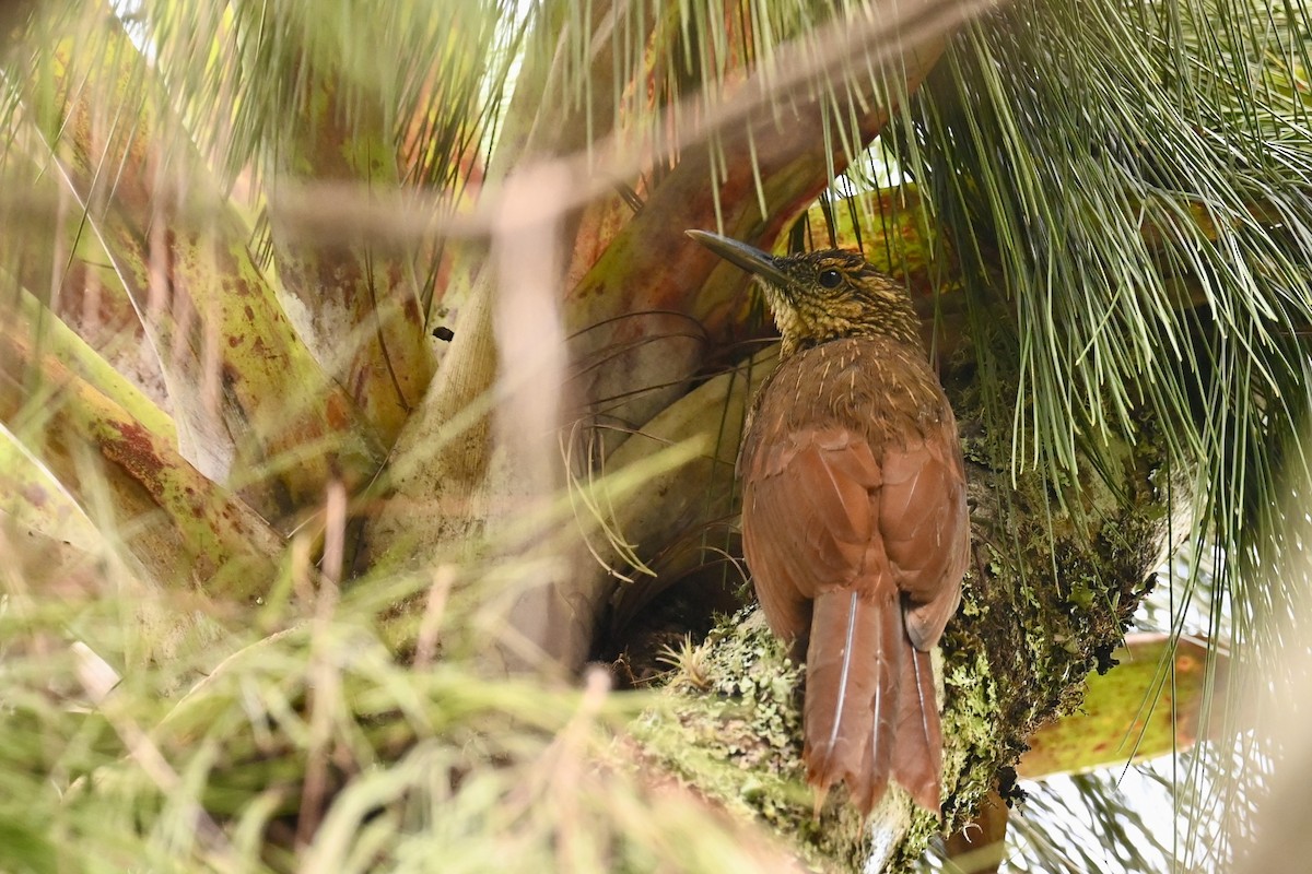 Black-banded Woodcreeper - ML646441531