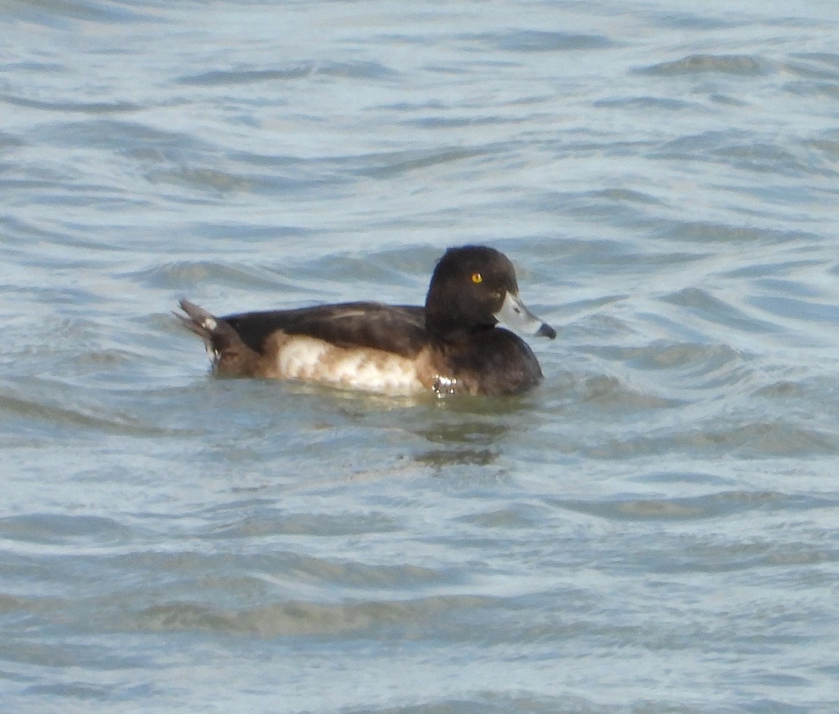 鳳頭潛鴨 - ML646441533