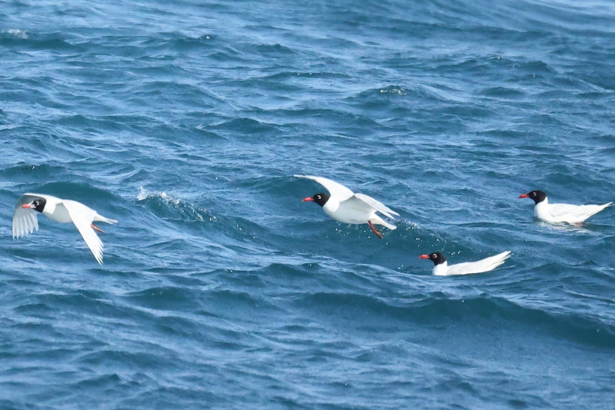 Mediterranean Gull - ML646441534