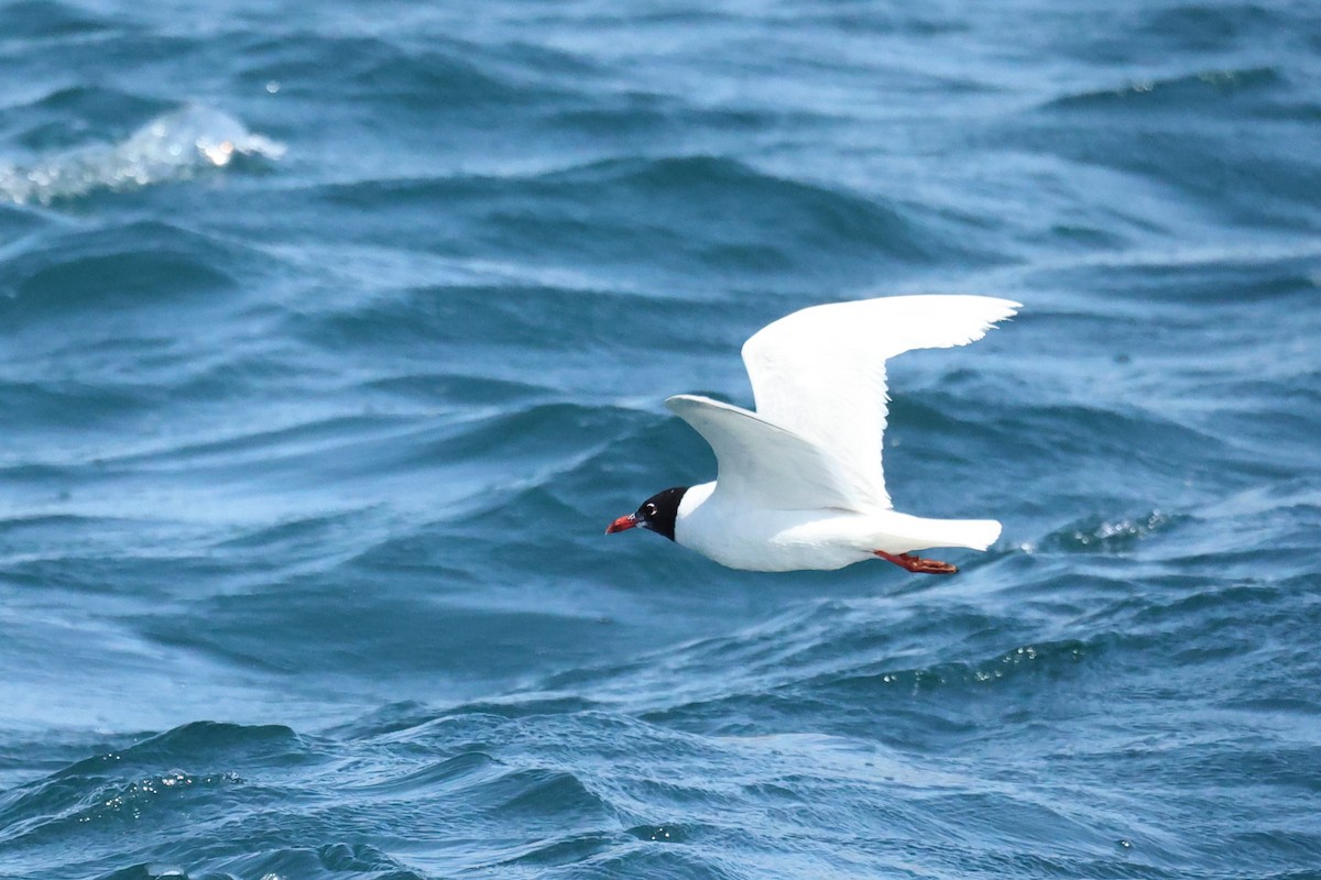 Mediterranean Gull - ML646441535