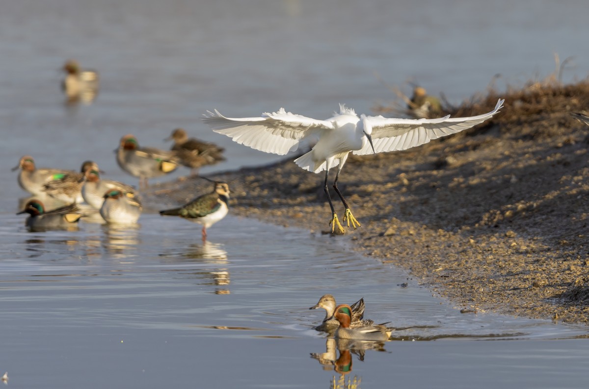 Aigrette garzette - ML646441537