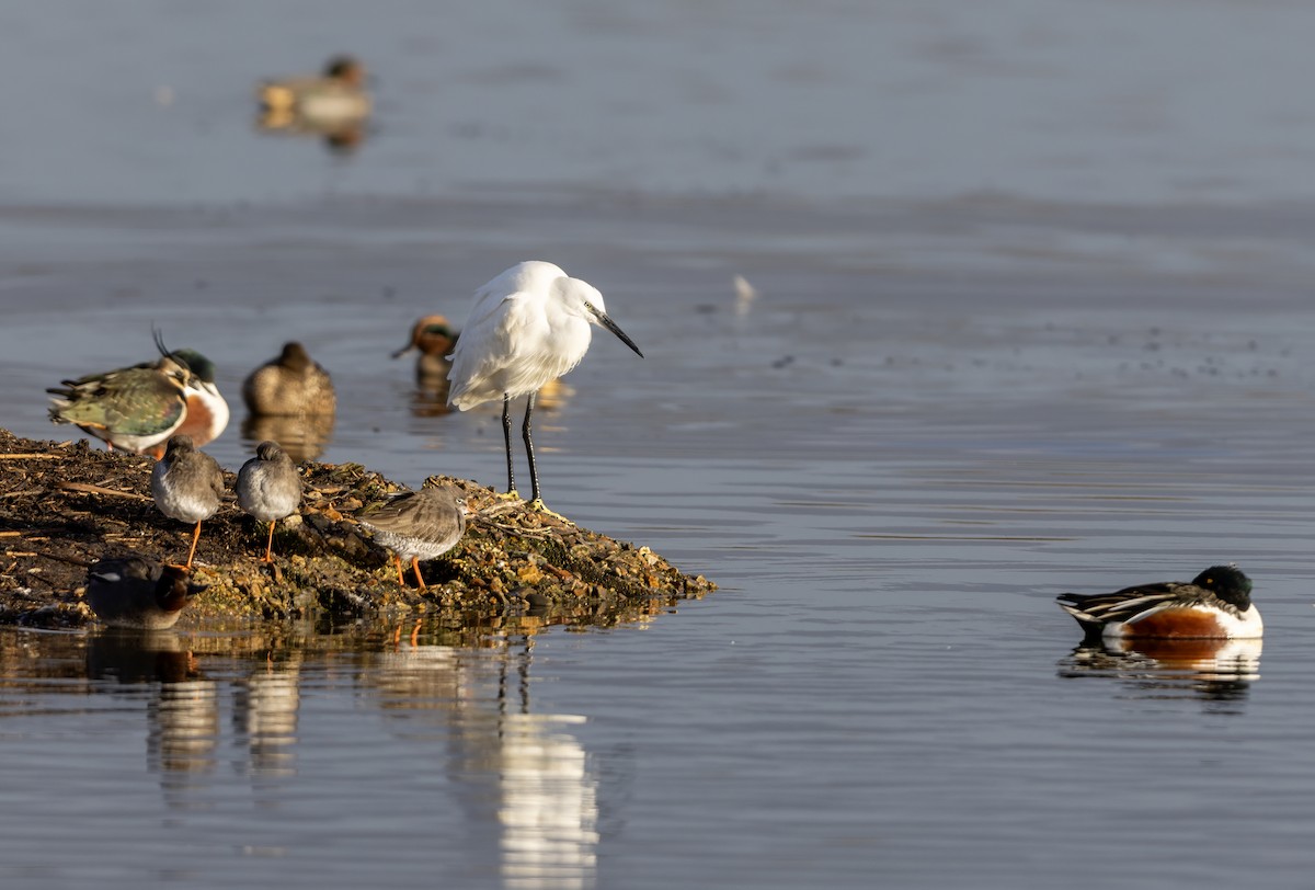 Aigrette garzette - ML646441538