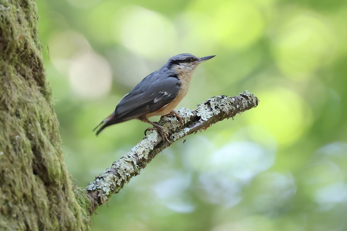 Eurasian Nuthatch - ML646441539