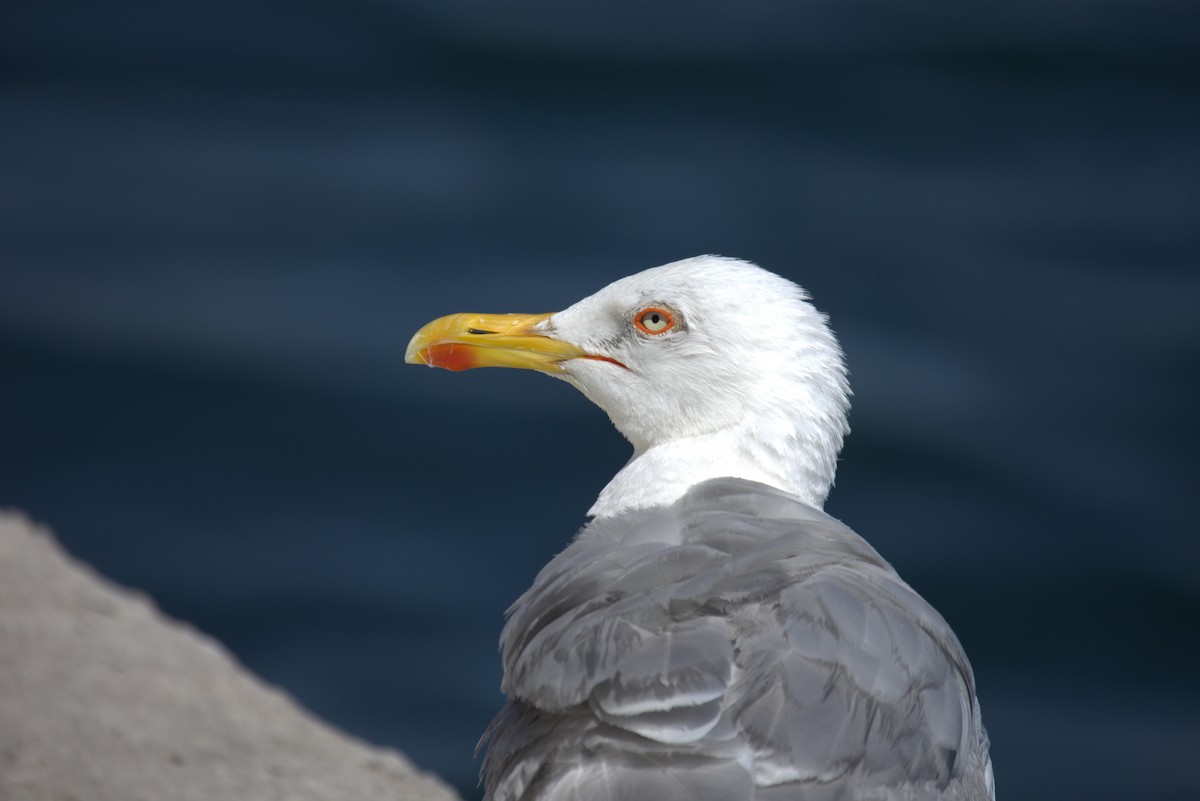 Yellow-legged Gull - ML646441540