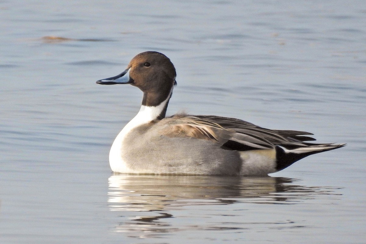 Northern Pintail - ML646441541