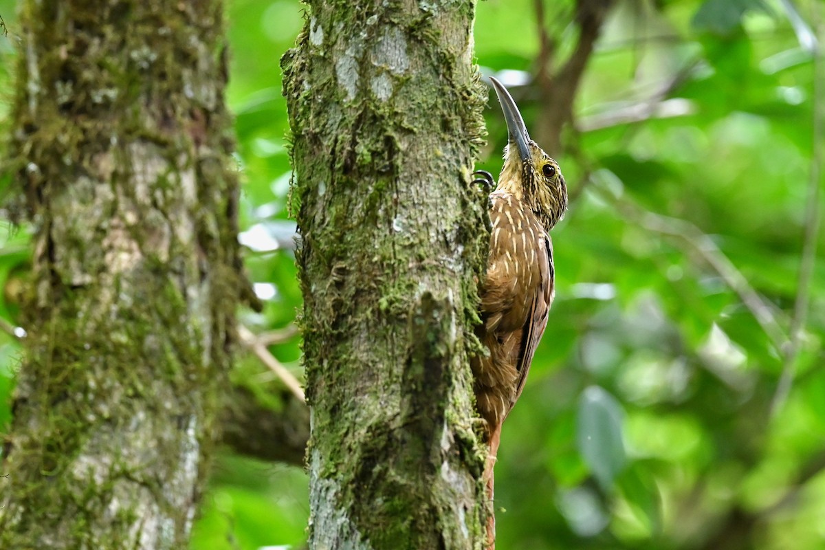 Strong-billed Woodcreeper - ML646441542