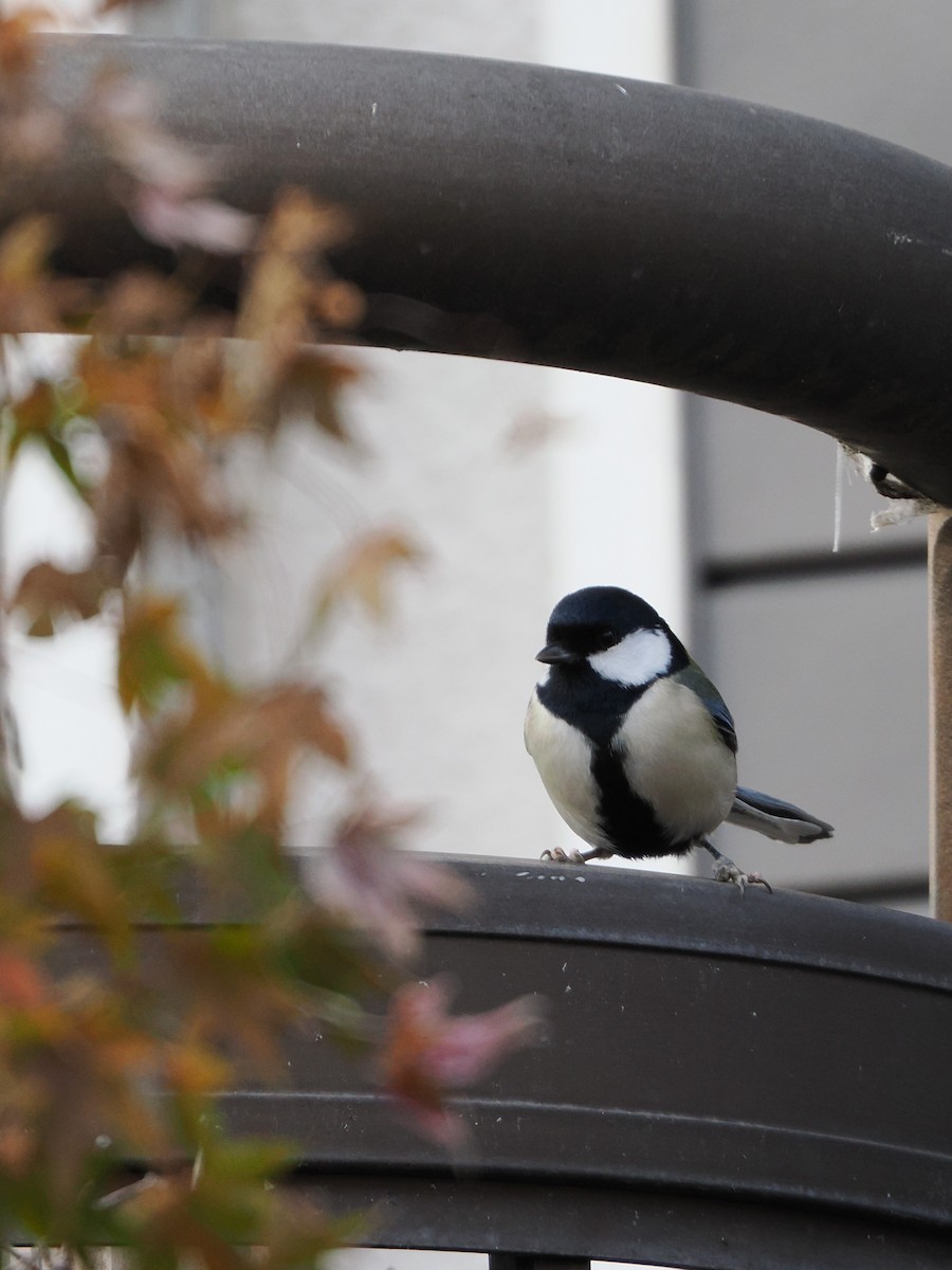 Asian Tit - ML646441543