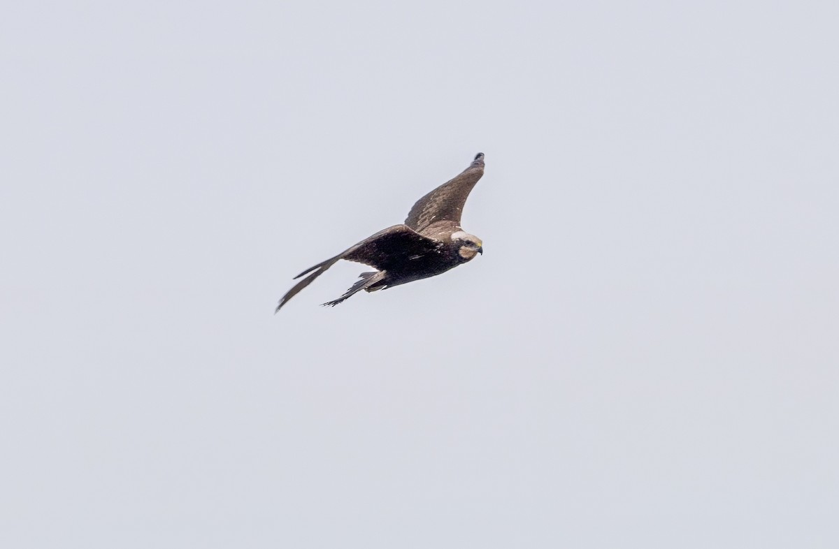 Western Marsh Harrier - ML646441544
