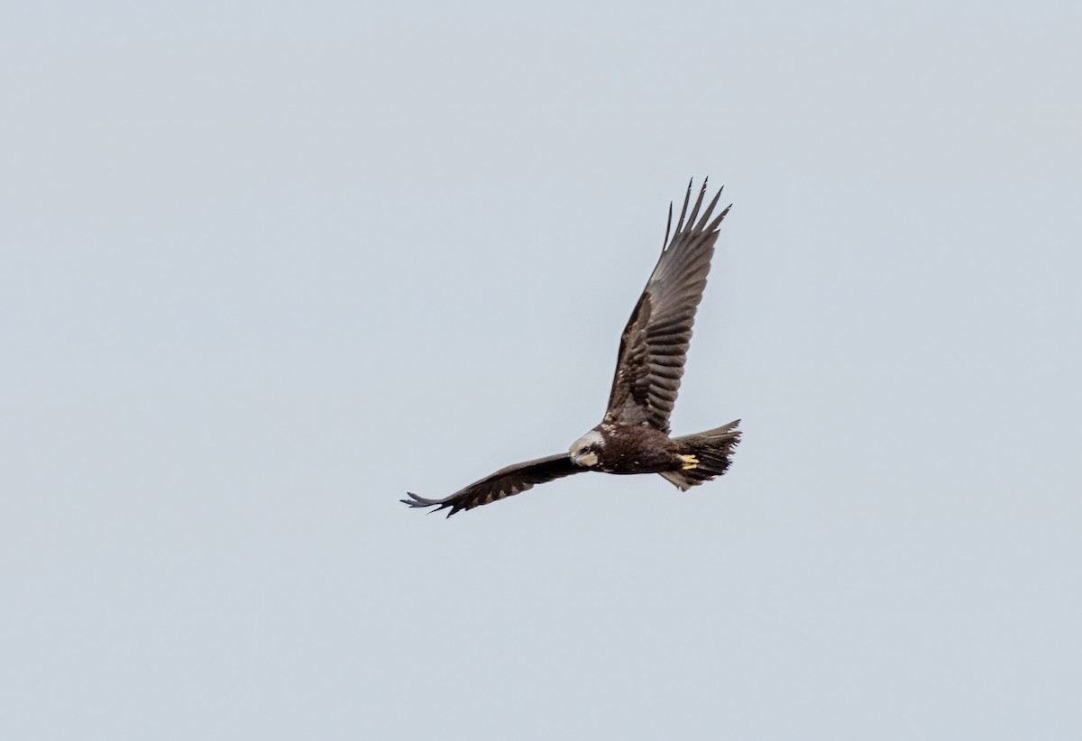 Western Marsh Harrier - ML646441546
