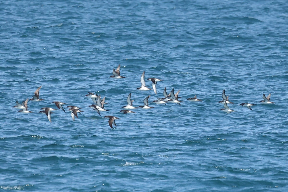 Yelkouan Shearwater - ML646441547