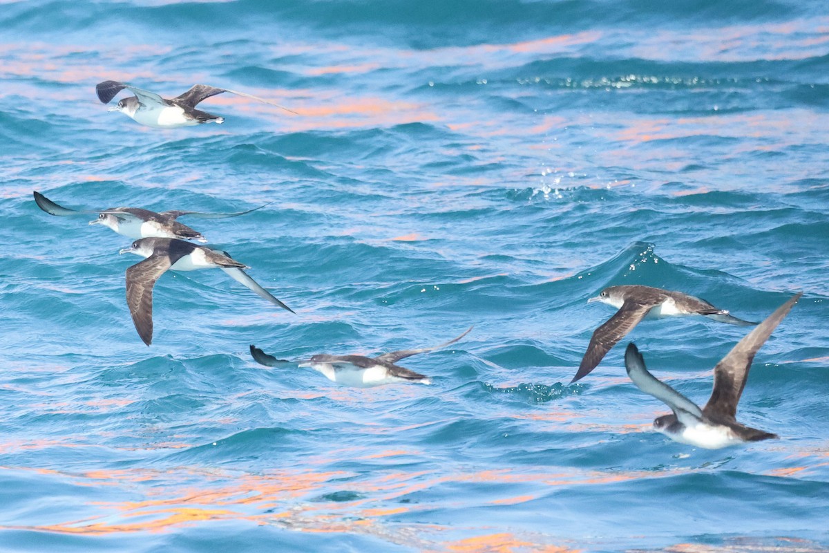 Yelkouan Shearwater - ML646441548