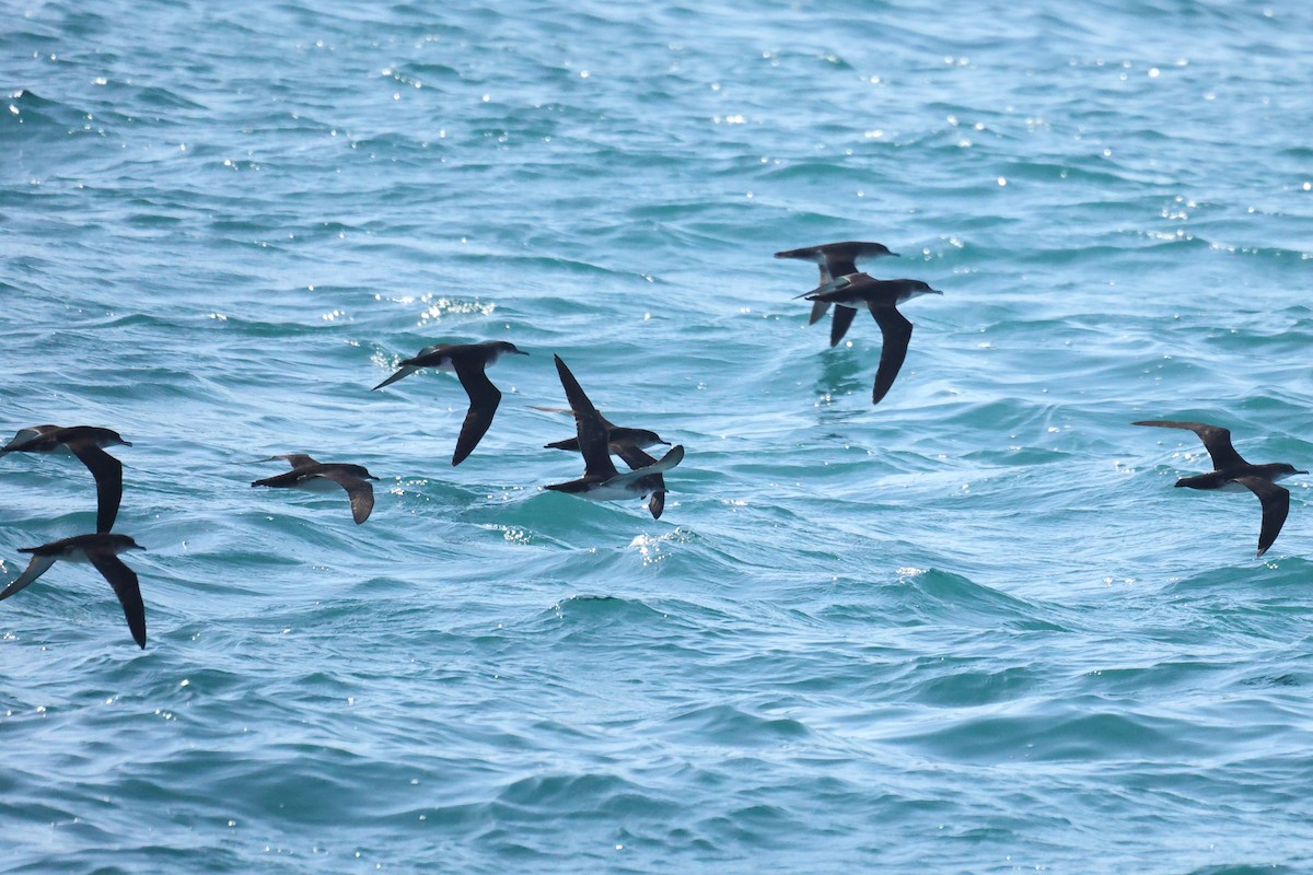 Yelkouan Shearwater - ML646441549