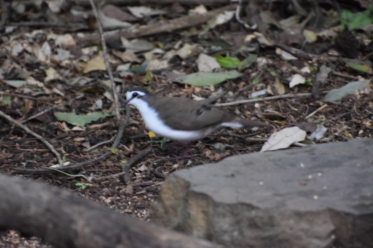 Tambourine Dove - ML646441550