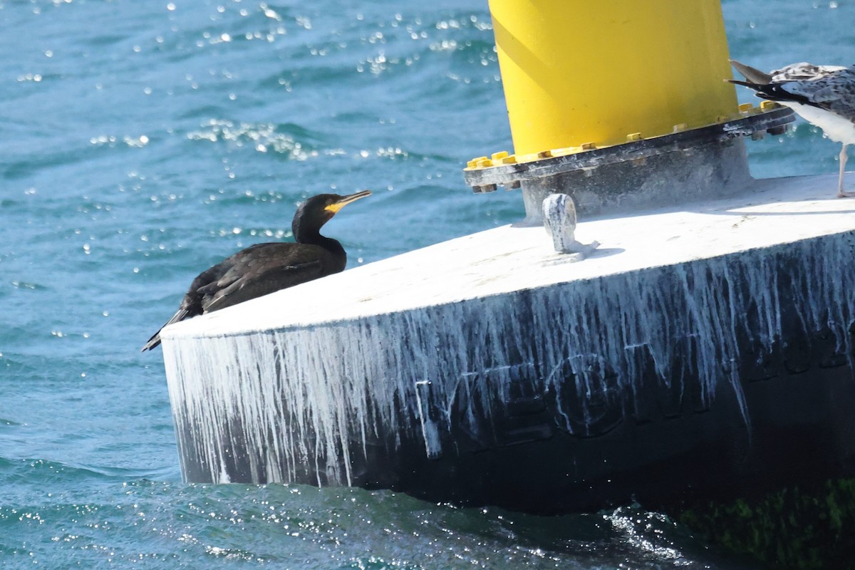 European Shag - ML646441551