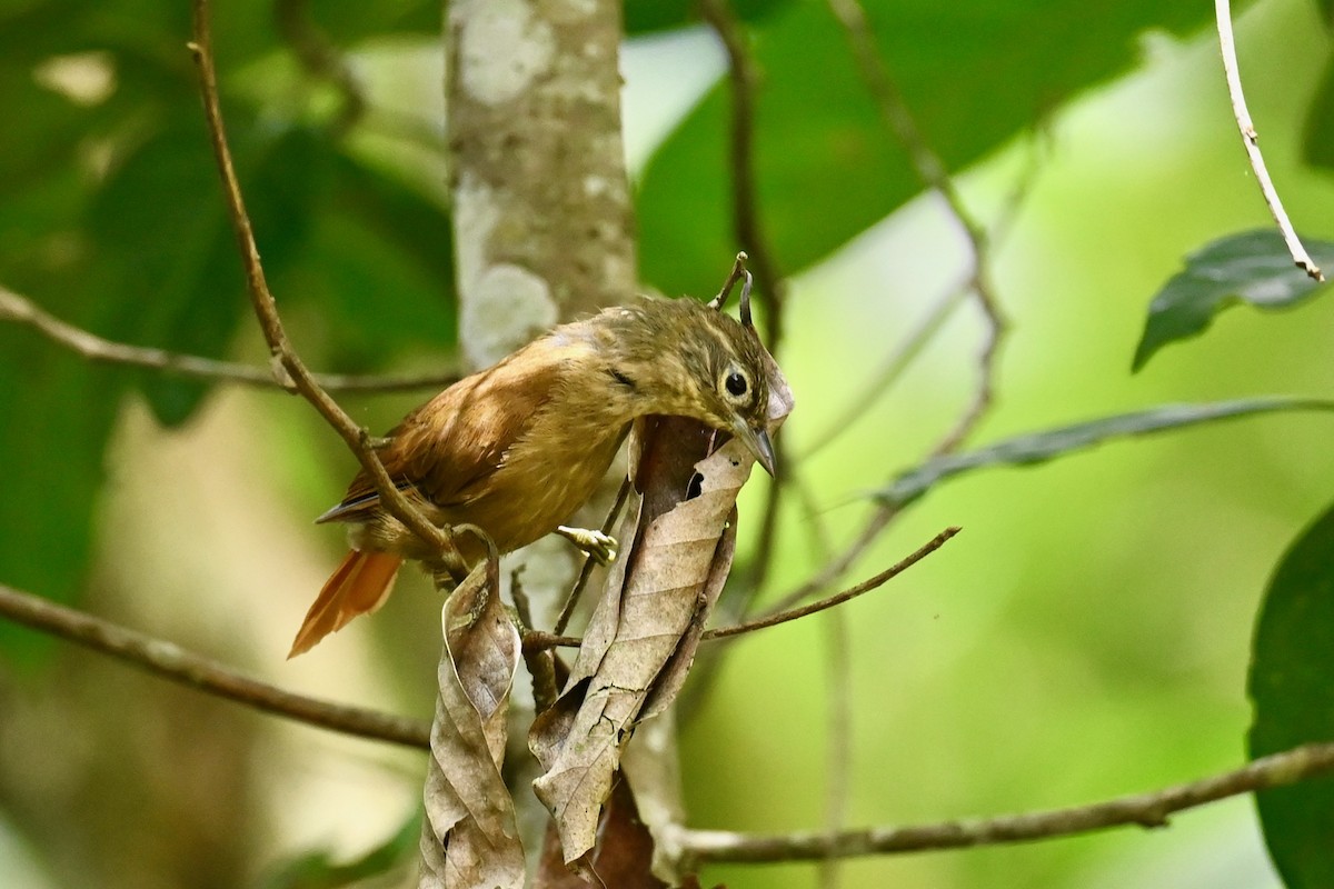 Montane Foliage-gleaner - ML646441552