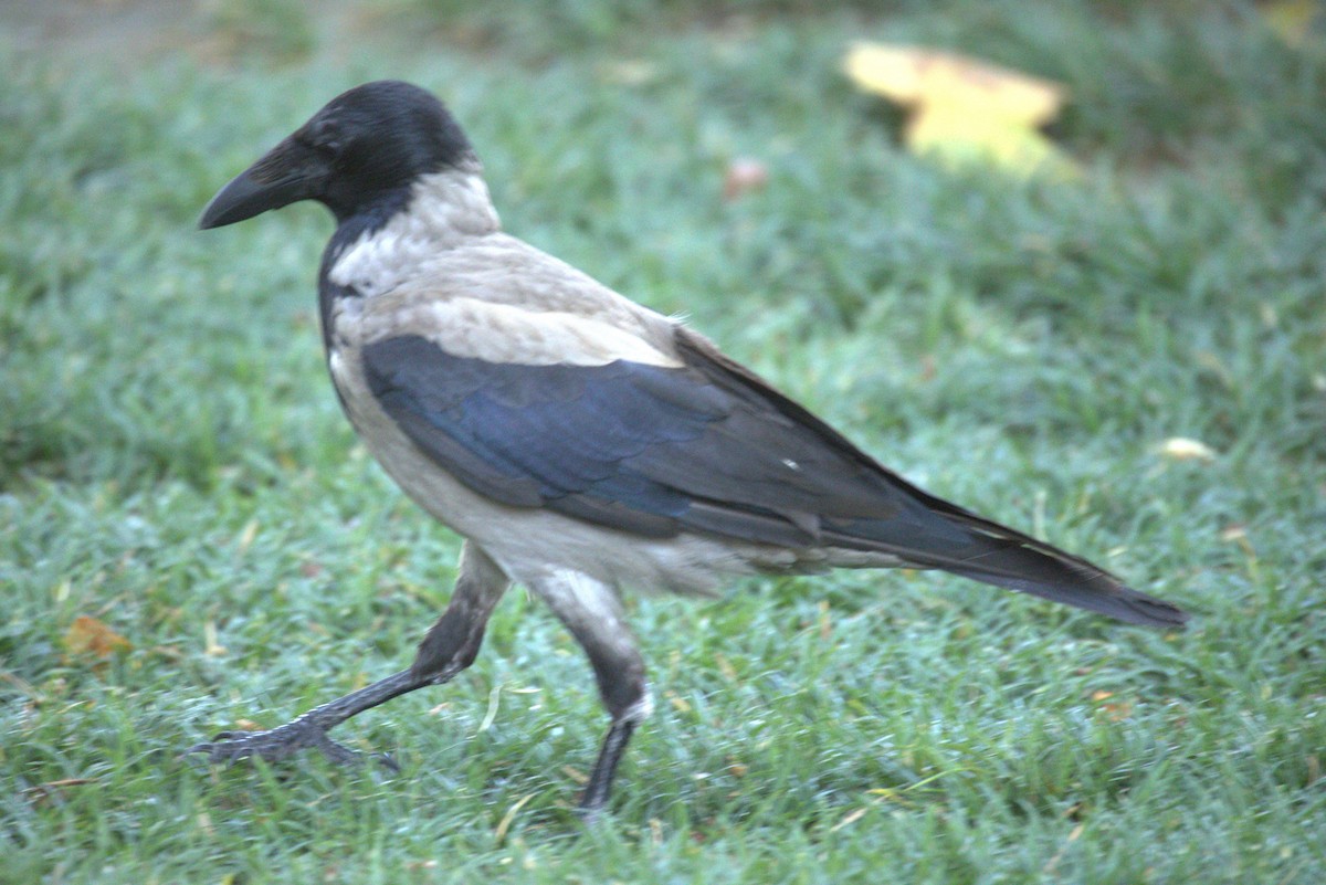 Hooded Crow - ML646441554