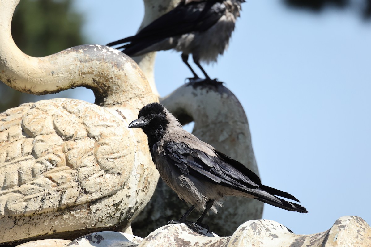 Hooded Crow - ML646441555