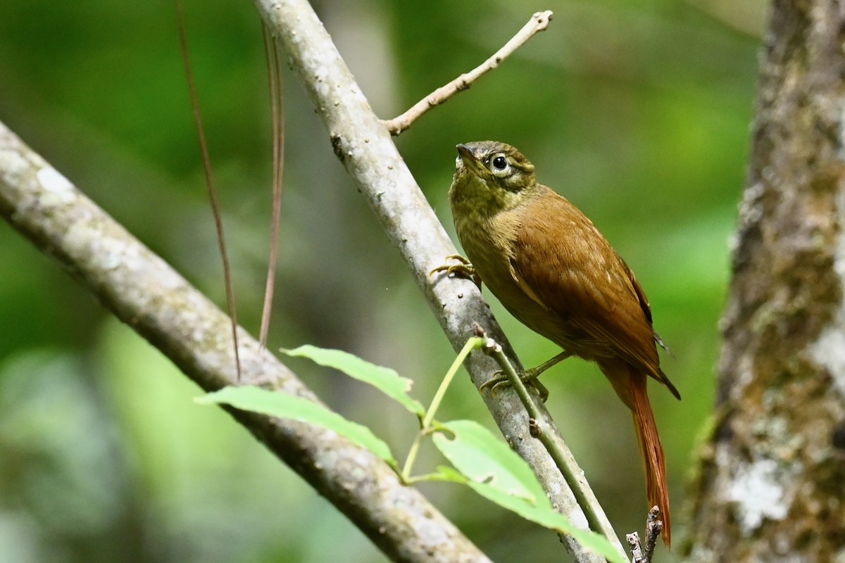 Montane Foliage-gleaner - ML646441556