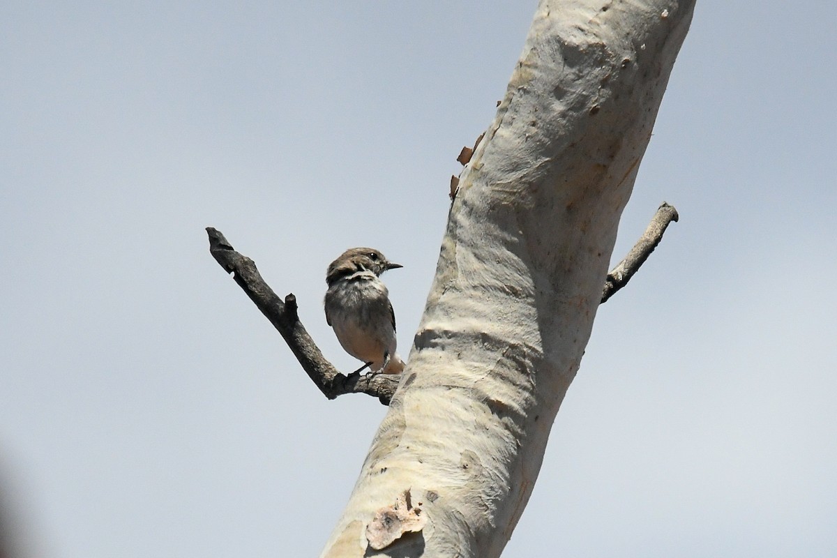 Hooded Robin - ML646441560