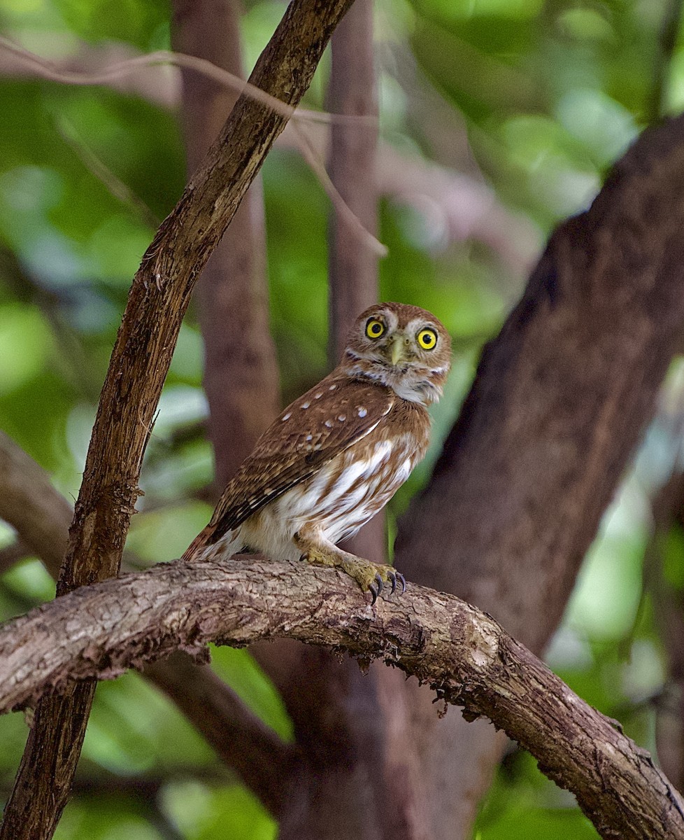 Ferruginous Pygmy-Owl - ML646441561