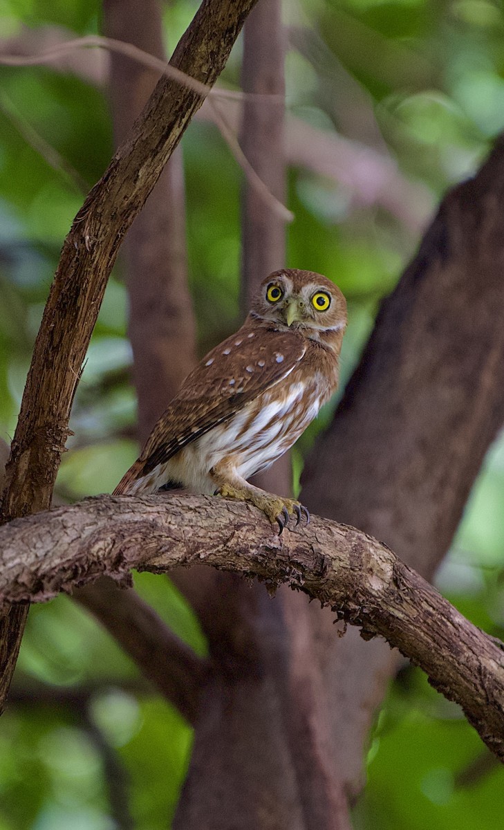 Ferruginous Pygmy-Owl - ML646441562