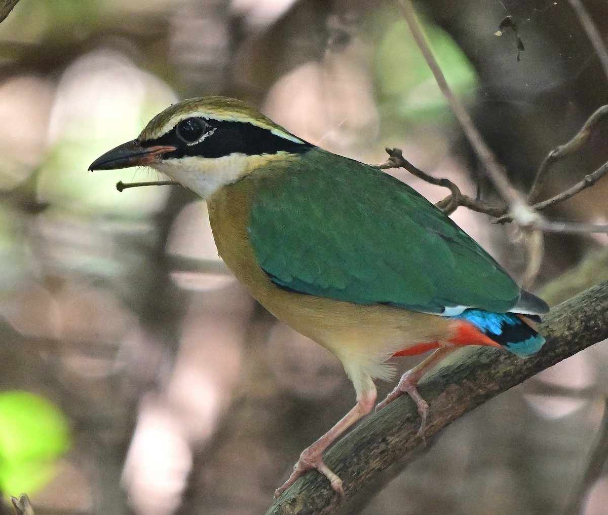 Indian Pitta - ML646441563