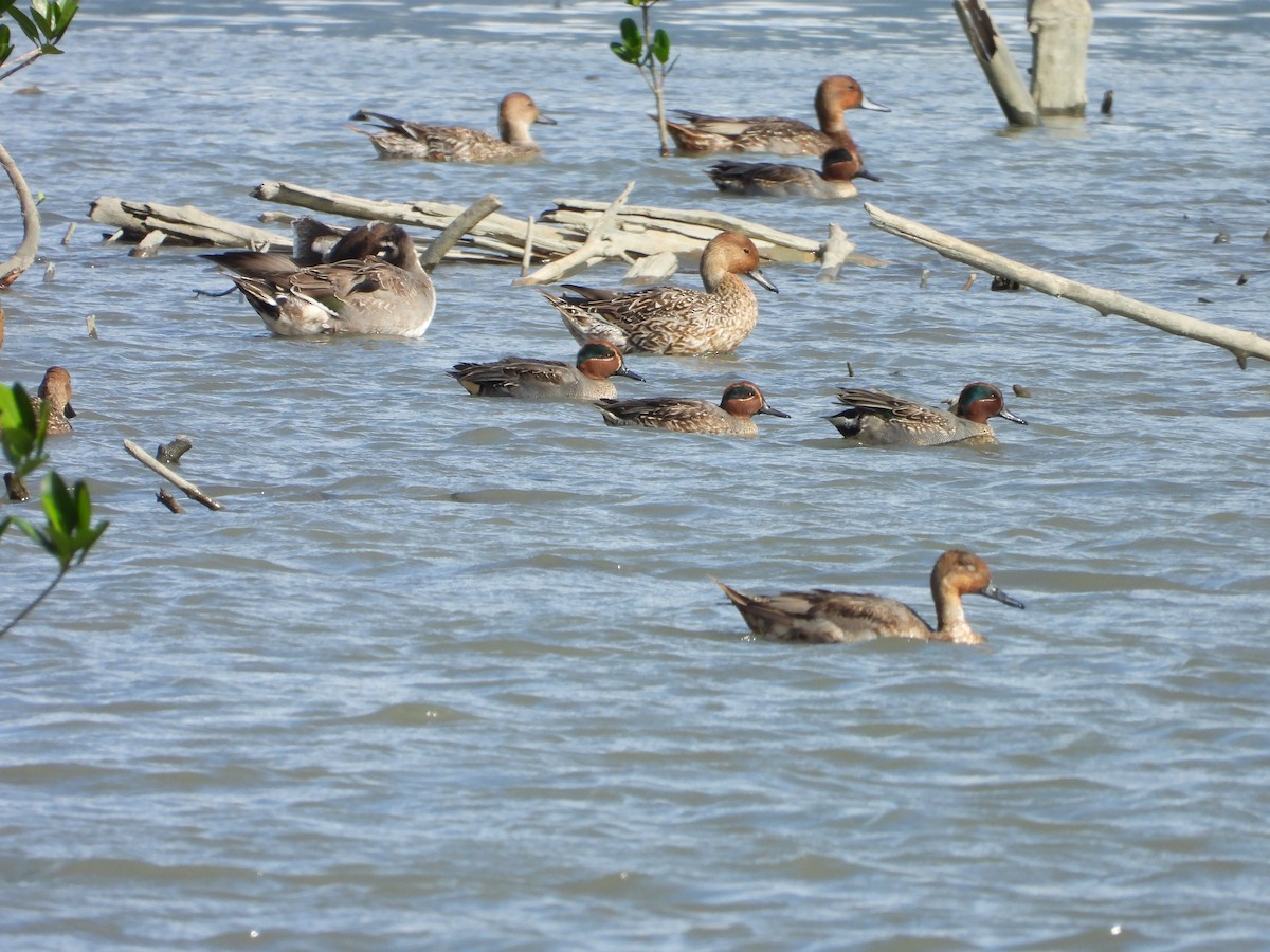 Green-winged Teal - ML646441564
