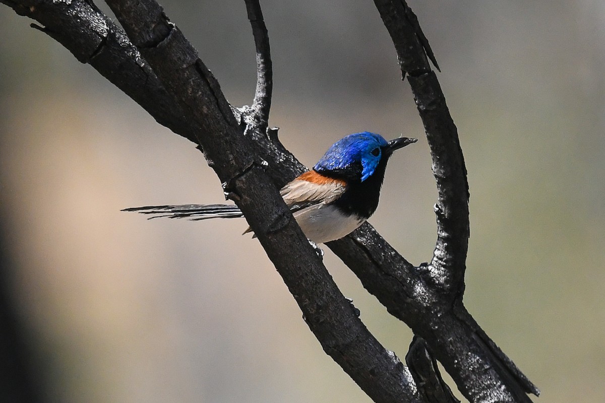 Purple-backed Fairywren (Purple-backed) - ML646441566