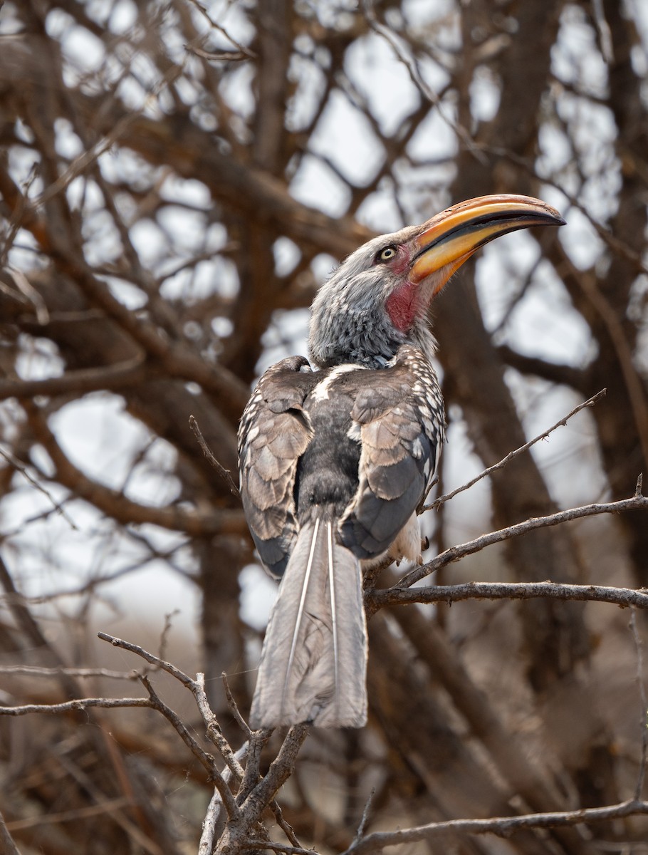 Southern Yellow-billed Hornbill - ML646441567