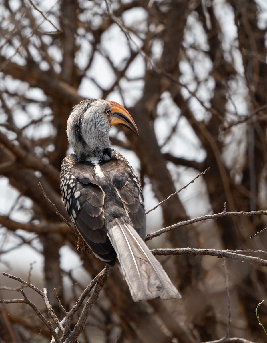 Southern Yellow-billed Hornbill - ML646441568