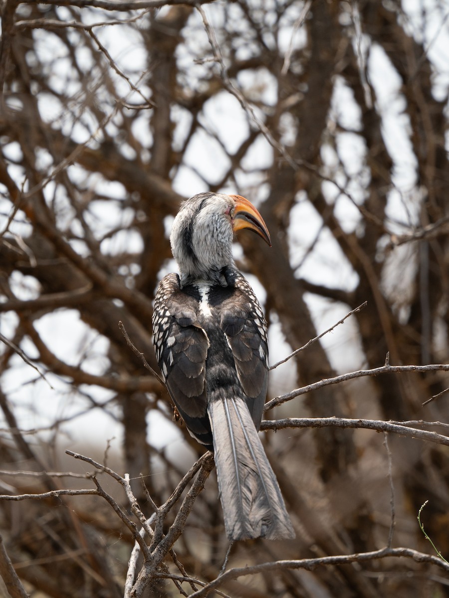 Southern Yellow-billed Hornbill - ML646441569