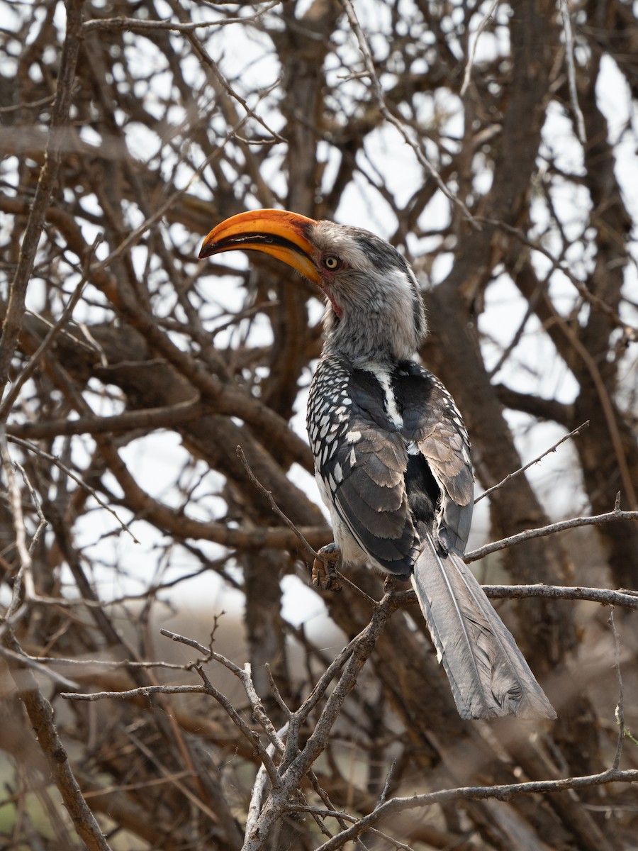 Southern Yellow-billed Hornbill - ML646441570